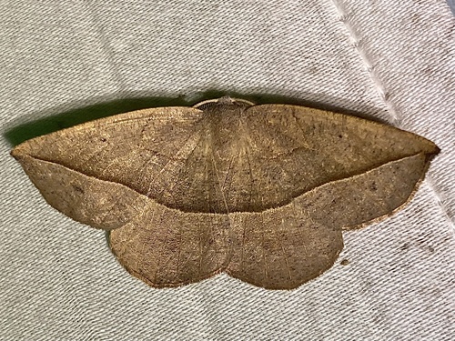 Eusarca fundaria (Guenée)