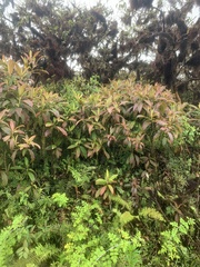 Miconia robinsoniana
