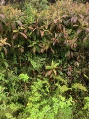 Miconia robinsoniana