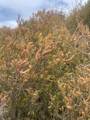 Sesuvium edmonstonei