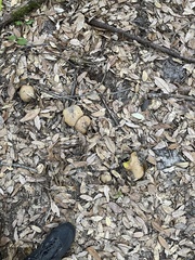 Butyriboletus persolidus