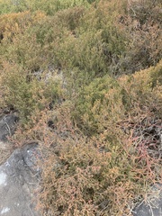 Sesuvium edmonstonei