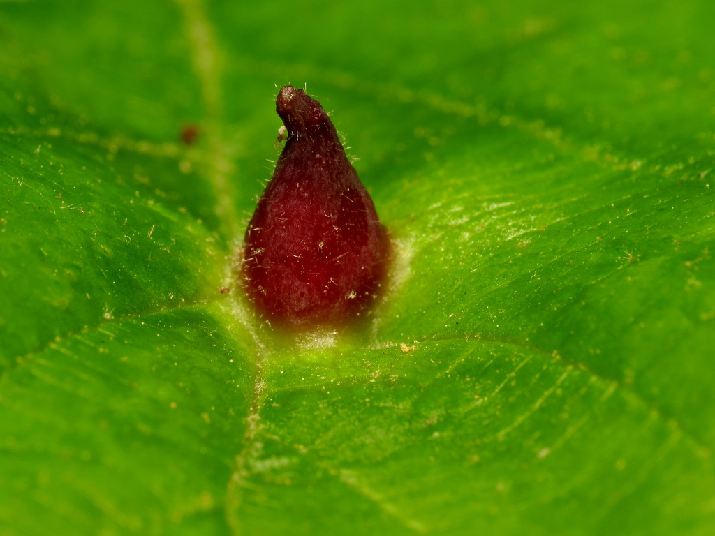 Witch-hazel Cone Gall Aphid