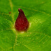 Witch-hazel Cone Gall Aphid - Photo (c) Katja Schulz, some rights reserved (CC BY)