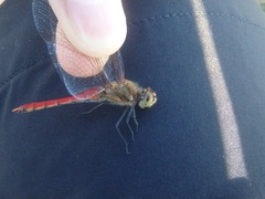 Sympetrum frequens