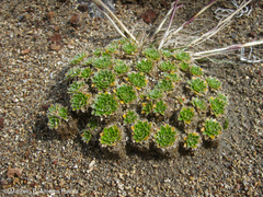 Eudema nubigena