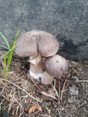 Leucopaxillus lilacinus