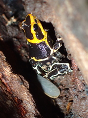 Ranitomeya fantastica