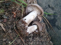 Leucopaxillus lilacinus