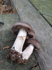 Leucopaxillus lilacinus