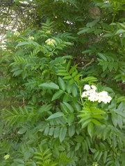 Sambucus australis