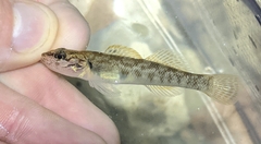 Etheostoma obeyense