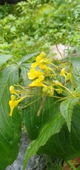 Impatiens desmantha