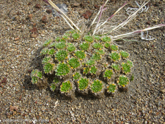 Eudema nubigena