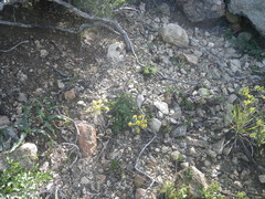 Tauschia kelloggii