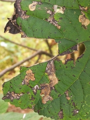 Aspilanta hydrangaeella