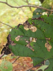 Aspilanta hydrangaeella