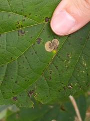 Aspilanta hydrangaeella