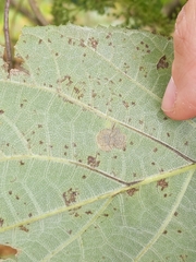 Aspilanta hydrangaeella