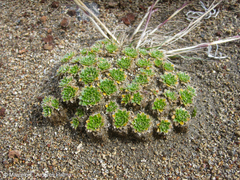 Eudema nubigena