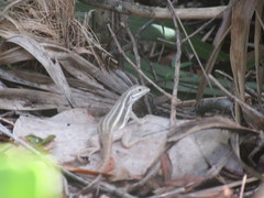 Leiocephalus stictigaster