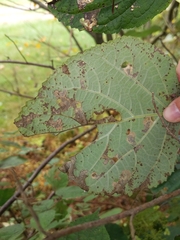 Aspilanta hydrangaeella