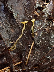 Lanzia luteovirescens