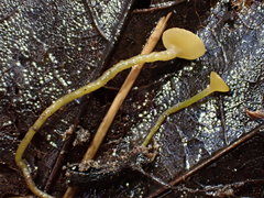 Lanzia luteovirescens