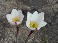 Zephyranthes alba