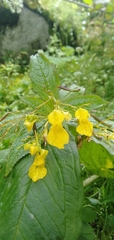 Impatiens desmantha