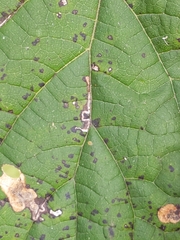 Aspilanta hydrangaeella