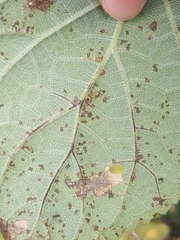 Aspilanta hydrangaeella