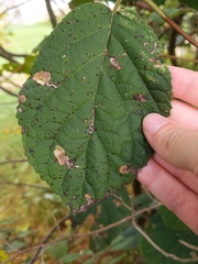 Aspilanta hydrangaeella