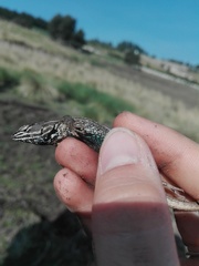 Sceloporus aeneus