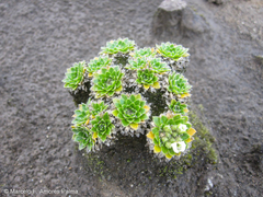 Eudema nubigena