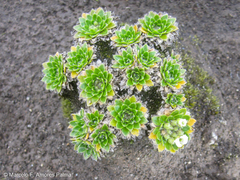 Eudema nubigena