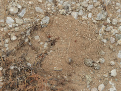 Pogonomyrmex pima