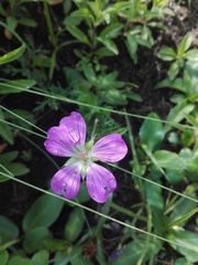 Geranium potentillifolium