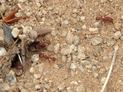Pogonomyrmex pima