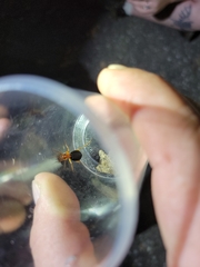 Brachinus adustipennis