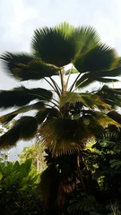 Pritchardia