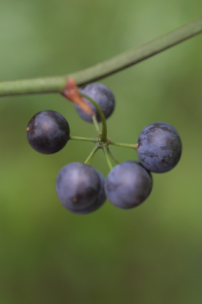roundleaf greenbrier (EwA Guide to the Common Plants of the Fells
