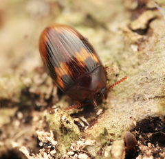 Platydema jacobsoni