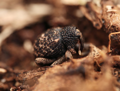 Mechistocerus