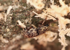 Basitropis