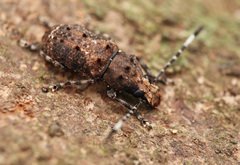 Platystomos wallacei