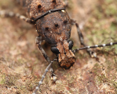 Platystomos wallacei
