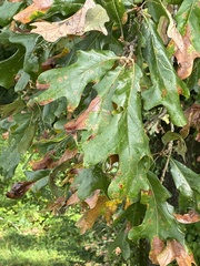 Quercus stellata
