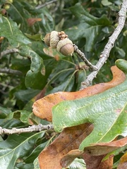 Quercus stellata