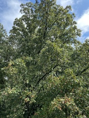 Quercus stellata